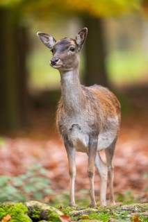 European fallow deer (dama dama) doe standing in a forest in autumn, Bavaria, Germany
