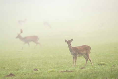 European fallow deer (dama dama) doe standing on a meadow on a foggy day in autumn, Bavaria,