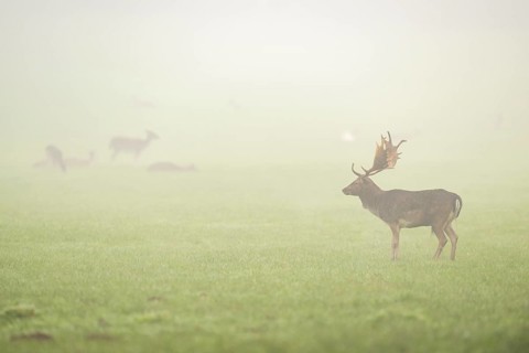 European fallow deer (dama dama) buck with its pack during the mating season on a meadow on a foggy