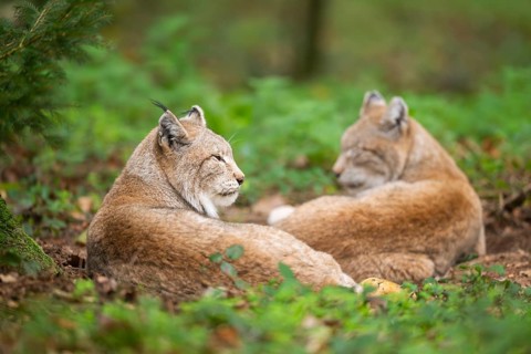 Eurasian lynx (Lynx lynx) lying in a forest in autumn, Bavaria, Germany
