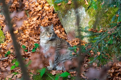 European wildcat (Felis silvestris silvestris) sitting in a forest in autumn, Bavaria, Germany