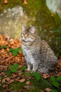 European wildcat (Felis silvestris silvestris) sitting in a forest in autumn, Bavaria, Germany