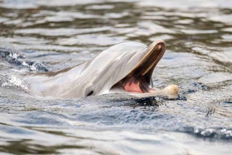 Common bottlenose dolphin (Tursiops truncatus), animal portrait, captive, Germany