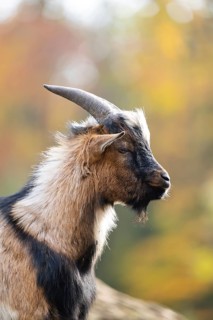 Domestic goat (Capra hircus) in autumn, portrait, Bavaria, Germany