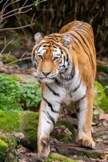 Siberian tiger or Amur tiger (Panthera tigris altaica) walking on the ground in autumn, captive,
