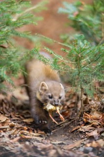 European pine marten (Martes martes) in a forest in autumn, Bavaria, Germany