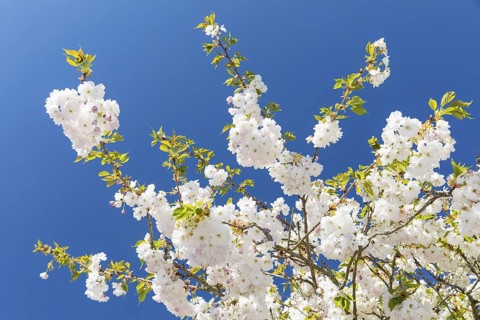 Japanese ornamental cherry (Prunus serrulata) in flower, Germany