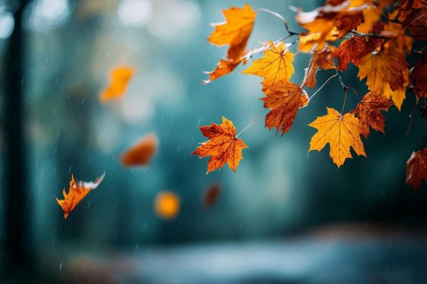 Colorful autumn leaves hanging in the air and falling to the ground. Red and orange autumn foliage,