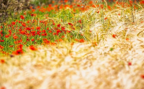 Red poppies in the cereal field, France
