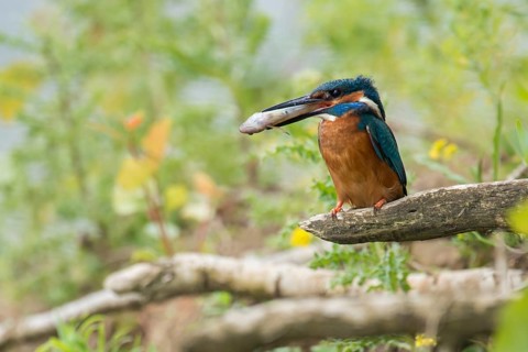 In the habitat... Kingfisher (Alcedo atthis), adult bird sitting with fish in its beak in natural