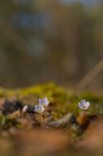 Nature photograph of wood sorrel (Oxalis acetosella) in spring, nature photo, flora, plant, flower,