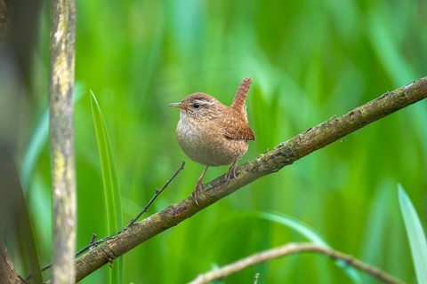 A wren (Troglodytes troglodytes) sitting on a branch, animal photo, bird, bird species, nature