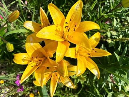 Yellow lily (Lilium cultorum)