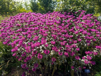 Golden balm, Indian nettle, scarlet monard (Monarda didyma)