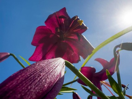 Purple lily (Lilium brownii var. viridulum), photographed from the frog's perspective