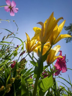 Yellow lily (Lilium cultorum) and purple lily (Lilium brownii var. viridulum), against a blue sky,