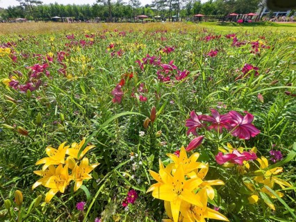 Yellow lily (Lilium cultorum) and purple lily (Lilium brownii var. viridulum)
