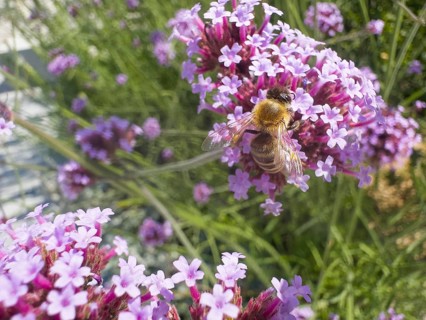 Honey bee (Apis), Purpletop vervain, Argentine verbena (Verbena bonariensis)