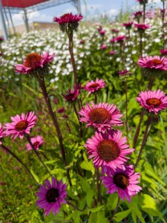 Purple coneflower, red coneflower, purple conehead, purple coneflower (Echinacea purpurea)