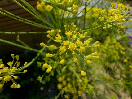 Dill, devil's dill, cucumber herb, dill fennel, dill weed (Anethum graveolens)