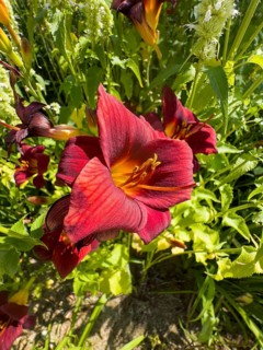 Purple lily (Lilium brownii var. viridulum)