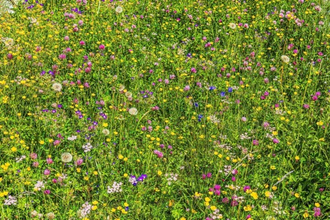 Flower meadow on an alp in the Zinal valley, Val d'Anniviers, Valais Alps, Canton Valais,