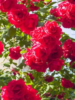 Red roses, hybrid rose (Rosa hybrida)