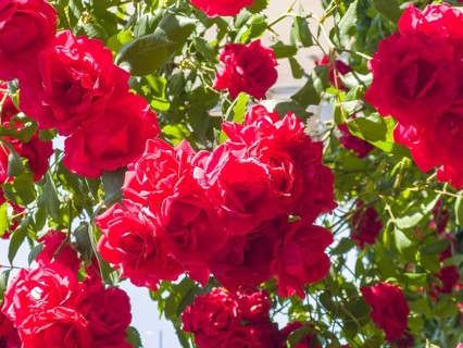 Red roses, hybrid rose (Rosa hybrida)