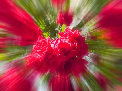 Red roses, hybrid rose (Rosa hybrida), zoom effect