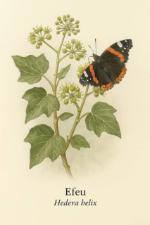 Botanical illustration of an admiral butterfly (Vanessa atalanta) on the native ivy (Hedera helix)