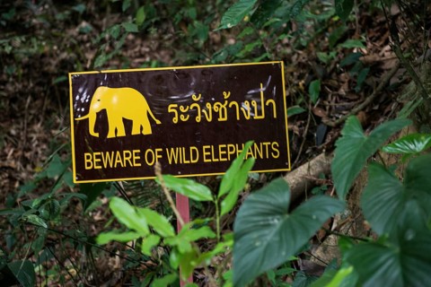 Khao Sok National Park, Phang Nga, Surat Thani, Thailand