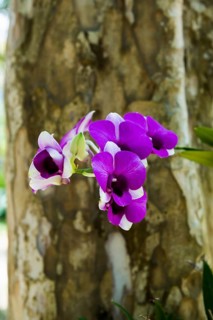 Orchid, Khao Sok National Park, Phang Nga, Surat Thani, Thailand