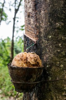 Rubber tree, rubber, Khao Sok National Park, Phang Nga, Surat Thani, Thailand