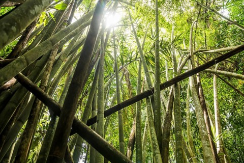 Jungle with giant bamboo, Khao Sok National Park, Phang Nga, Surat Thani, Thailand