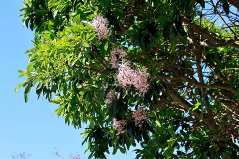 Calodendrum capense, Cape chestnut, Calodendrum tree, flower, flowering, Kirstenbosch Botanical