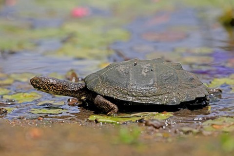 Pan Hinged Terrapin (Pelusios subniger), adult, in water, Kruger, Kruger National Park, South