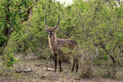 Ellipse waterbuck (Kobus ellipsiprymnus), adult, male, foraging, vigilant, Kruger, Kruger National