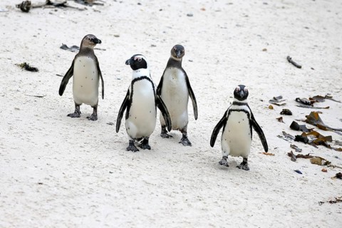 African penguin (Spheniscus demersus), adult, group, running, beach, Boulders Beach, Simonstown,