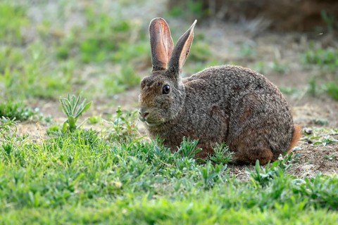 Bush hare (Lepus saxatilis), adult, foraging, alert, Montain Zebra National Park, Eastern Cape,