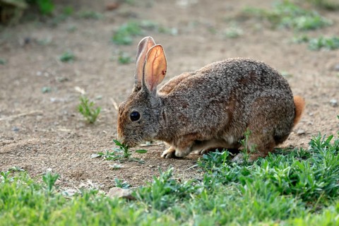 Bush hare (Lepus saxatilis), adult, feeding, foraging, alert, Montain Zebra National Park, Eastern