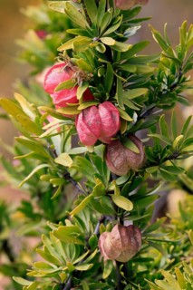 Chinese lantern tree (Nymania capensis), lantern flower, bush, flowering, flower, Karoo Desert