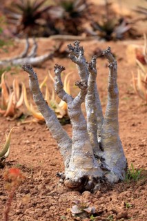 Cyphostemma juttae, plant, succulent, Karoo Desert Botanic Garden, Worcester, Western Cape, South