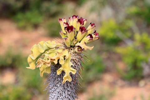 Cyphostemma juttae, plant, succulent, sprouting, Karoo Desert Botanic Garden, Worcester, Western