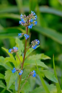 Anchusa capensis, Cape ox tongue, flower, flowering, Kirstenbosch Botanical Gardens, Cape Town,