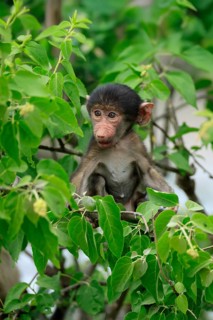 Bear baboon, chacma baboon (Papio ursinus), young, baby, sitting on tree, fragile, Kruger, Kruger