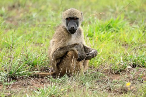 Bear baboon, Chakma baboon (Papio ursinus), adult, on ground, sitting, alert, Kruger, Kruger
