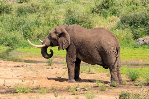 African elephant (Loxodonta africana), adult, digging, drinking, searching for water, Kruger,