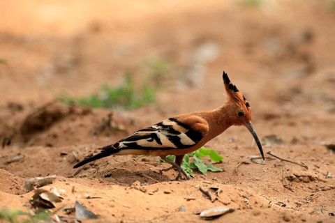 African hoopoe (Upupa africana), adult, alert, on the ground, foraging, Kruger, Kruger National