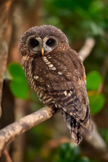 African Tawny Owl (Strix woodfordii), African Tawny Owl, African Bush Owl, African Tawny Owl,
