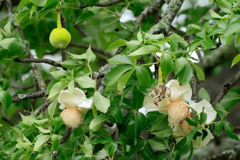 African baobab (Adansonia digitata), African baobab, flowers, flowering, leafy, fruit, Kruger,